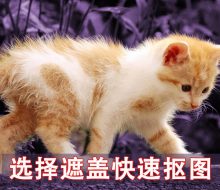 ps入门教程用选择并遮住命令抠出小猫